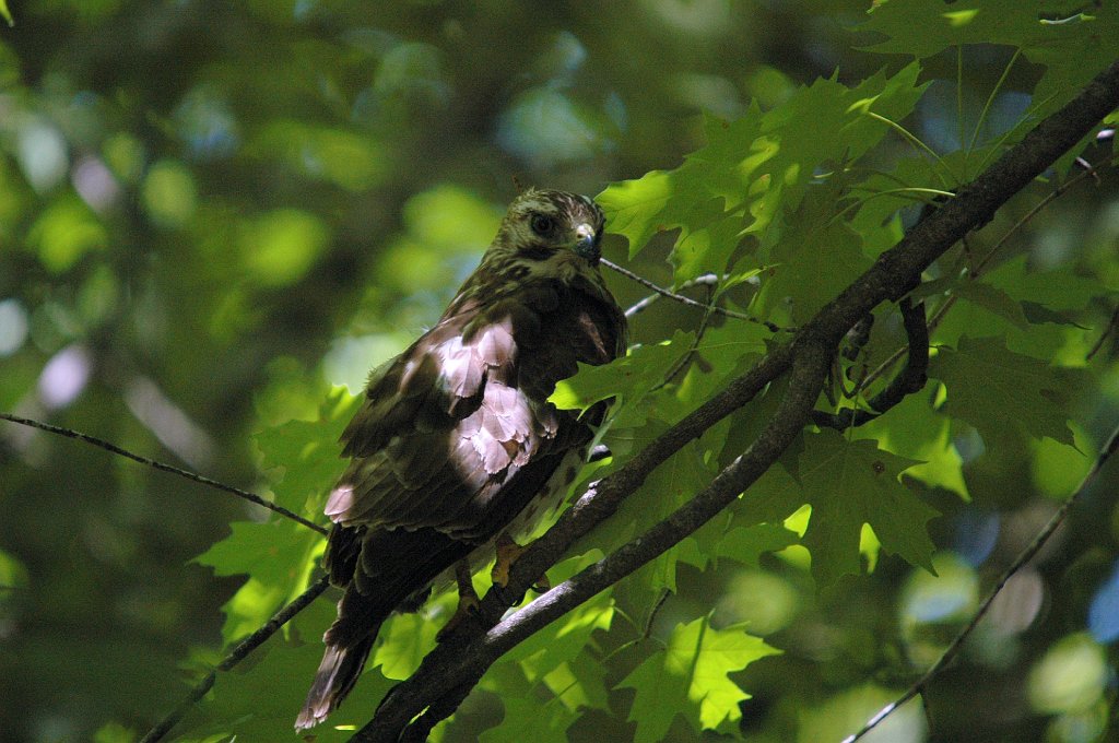 Hawk, Broad-winged, 2007-06088311 Macbride Field Campus, IA.JPG - Broad-winged Hawk. Macbride Field Campus, IA, 6-8-2007